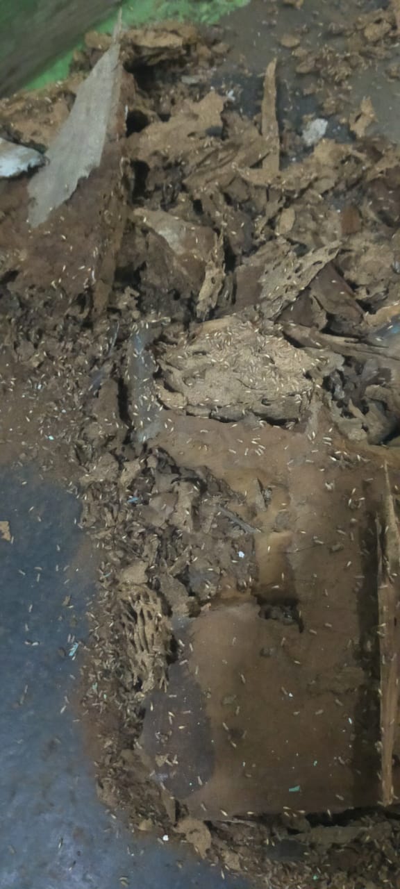 Termite Reticulation System
